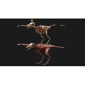 3D Bird Anatomy model